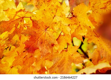 Autumn Background. Colorful Maple Leaves With Sun Light, Close Up