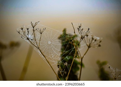 Autumn background with dew and spider web - Powered by Shutterstock