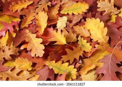 Autumn background - dried brown, red, purple, orange, yellow oak leaves. Top down view