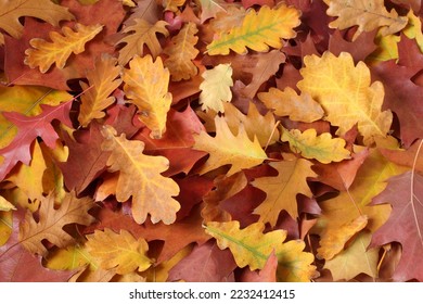 Autumn background - dried brown, red, purple, orange, yellow oak leaves. Top down view - Powered by Shutterstock