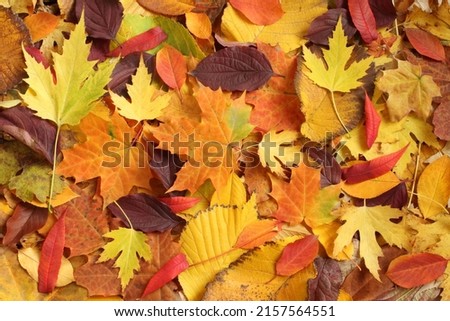 Autumn background - dried yellow, green, orange, purple and red leaves of maple, alder, sumac tree, cherry, arranged at random. View from above. Closeup