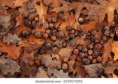 autumn background. dry fallen leaves and acorns of northern red oak (Quercus rubra) close up, natural forest backdrop. symbol of autumn harvest season. fall time. flat lay - Powered by Shutterstock