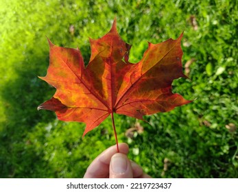 Autumn Background, Hand Holding Autumn Leaf