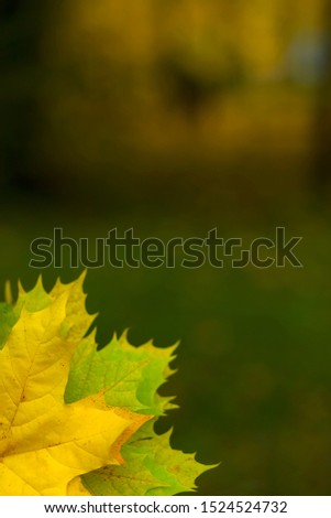 Autumn background with maple leaves in the lower left corner and with place for text. Vertical photograph. Autumn concept.