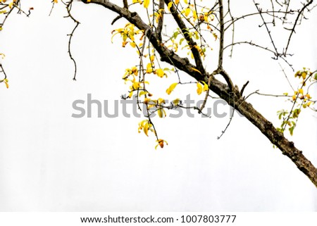 winter bloom Yellow