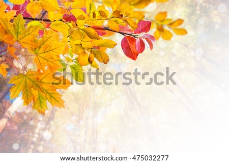 Similar – Image, Stock Photo Golden autumn season concept