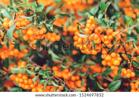 Autumn background with orange ripe sea buckthorn,Hippophae rhamnoides,seasonal garden plants for health. Sea buckthorn organic berries background.Template for design. Medical plant.Copy space.