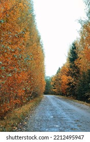 Autumn Background. Orange-yellow Forest Trees And Old Asphalt Road Path. Melancholy Atmospheric Autumn Landscape. Fall Season