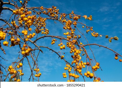 Autumn Background With Paradise Apples 