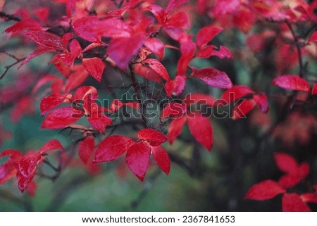 Autumn background: red blueberry leaves