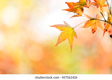 Autumn Background Red Leave With Free Copyspace