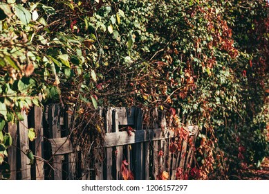 Red Wooden Fence With Hedge Images Stock Photos Vectors