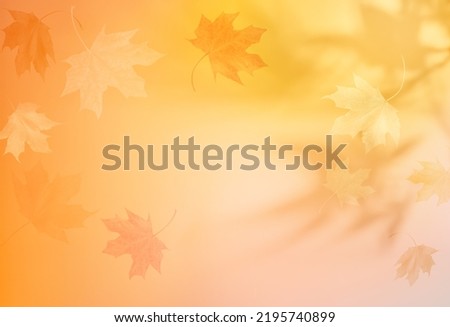 Autumn background with shadow of the maple tree leaves on a wall. Abstract Autumnal scene.