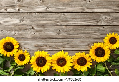 22,765 Sunflower banner Images, Stock Photos & Vectors | Shutterstock