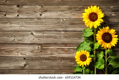 Sunflower background Images, Stock Photos & Vectors | Shutterstock