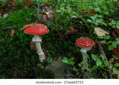 Autumn background, toadstool in a light forest. autumn season Toadstool, wild poisonous red mushrooms in yellow-orange fallen leaves. mushroom harvest concept.