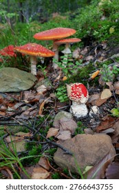Autumn background, toadstool in a light forest. autumn season Toadstool, wild poisonous red mushrooms in yellow-orange fallen leaves. mushroom harvest concept.