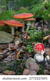 Autumn background, toadstool in a light forest. autumn season Toadstool, wild poisonous red mushrooms in yellow-orange fallen leaves. mushroom harvest concept.