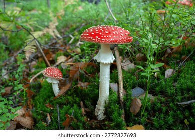 Autumn background, toadstool in a light forest. autumn season Toadstool, wild poisonous red mushrooms in yellow-orange fallen leaves. mushroom harvest concept.