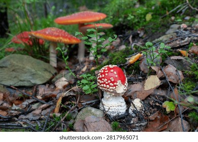 Autumn background, toadstool in a light forest. autumn season Toadstool, wild poisonous red mushrooms in yellow-orange fallen leaves. mushroom harvest concept.