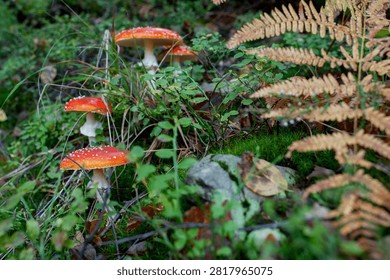 Autumn background, toadstool in a light forest. autumn season Toadstool, wild poisonous red mushrooms in yellow-orange fallen leaves. mushroom harvest concept.