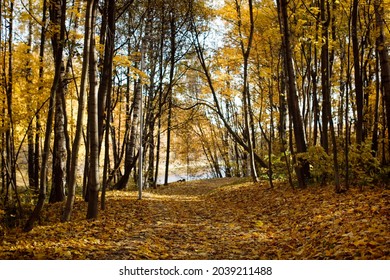 Autumn Background. Trail Paths In Forest City Park Golden Foliage In Autumn Park