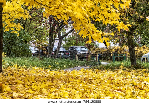 Autumn background. Yard trees with\
yellow leaves. The leaves on the trees and on the\
ground.