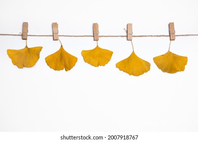 autumn background, yellow fallen leaves of ginkgo tree hanging on clothespins on a rope, falling leaves, autumn discounts and sales