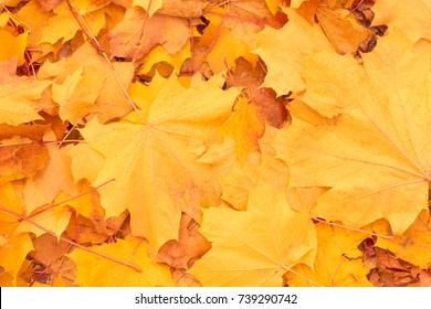 Autumn Background Of Yellow Leaves