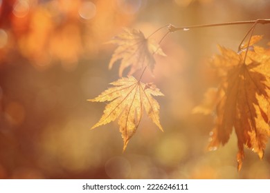 Autumn background with yellow maple leaves - Shutterstock ID 2226246111