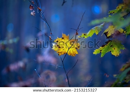 Similar – Herbstblätter Baum