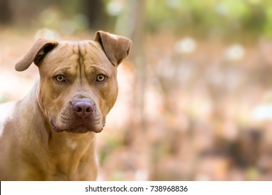 Autumn background with yellow Pit Bull Terrier