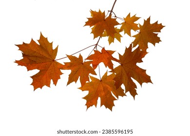 autumn background with yellow, red, brown maple leaves. Branch with colorful autumn foliage. autumntime. fall season.  isolated on white background.  cut out.      - Powered by Shutterstock