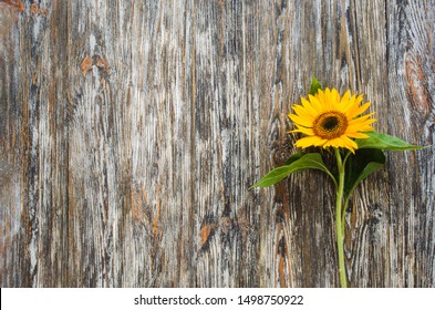 Sunflower Table Images Stock Photos Vectors Shutterstock