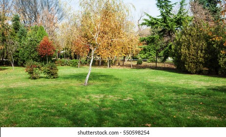 autumn at backyard and garden