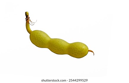 In the autumn, bead strings-like fruit pod of the Japanese pagoda tree (Sophora japonica)  isolated on white background