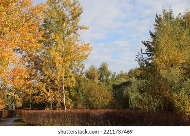 Autumn Beautiful Park Landscape. Colorful Autumn Foliage.