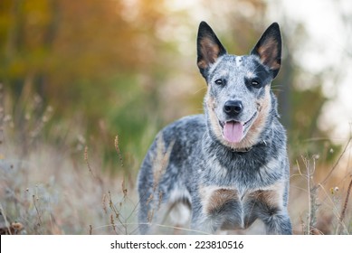 Autumn beauty portrait of Australian cattle dog