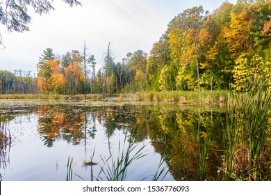 Autumn At The Beaver Pond