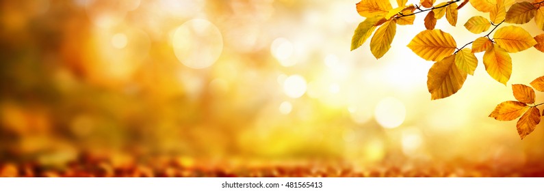 Autumn beech leaves decorate a beautiful nature bokeh background with forest ground, wide panorama format