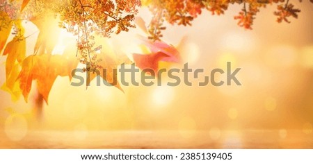 Autumn beech leaves decorate a beautiful nature bokeh background with glowing sunlight and blurred trees