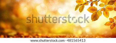 Autumn beech leaves decorate a beautiful nature bokeh background with forest ground, wide panorama format