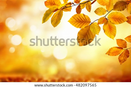 Autumn beech leaves decorate a beautiful nature bokeh background with forest ground