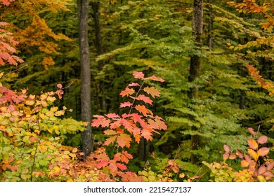 In The Autumn Beech Mountain Forest