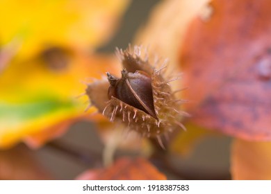 Autumn Beech Nut Opening In Full Colour