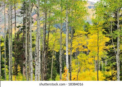 Autumn At The Big Cottonwood Canyon, Utah