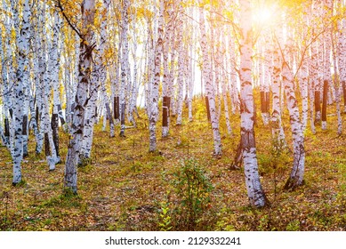 Autumn in the birch forest - Shutterstock ID 2129332241