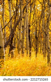 Autumn birch forest landscape in the prairies of Southern Alberta near Calgary, Canada. Nature season background, vertical orientation. - Shutterstock ID 2212715265