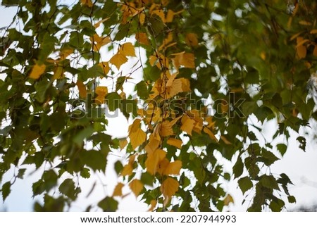 Autumn birch green and yellow leaves background. Selective focus. High quality photo