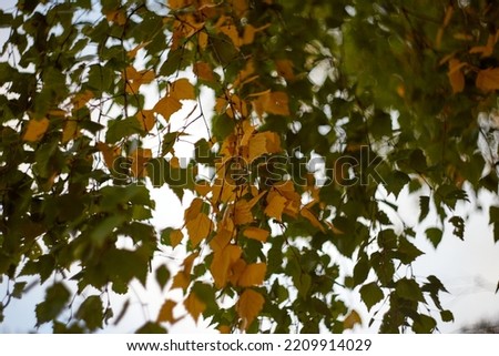 Autumn birch green and yellow leaves background. Selective focus. High quality photo